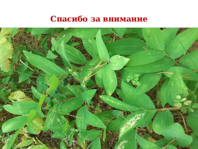 Спасибо за внимание 