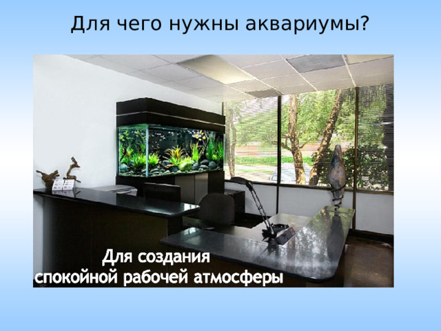 Для чего нужны аквариумы? Для украшения комнаты 