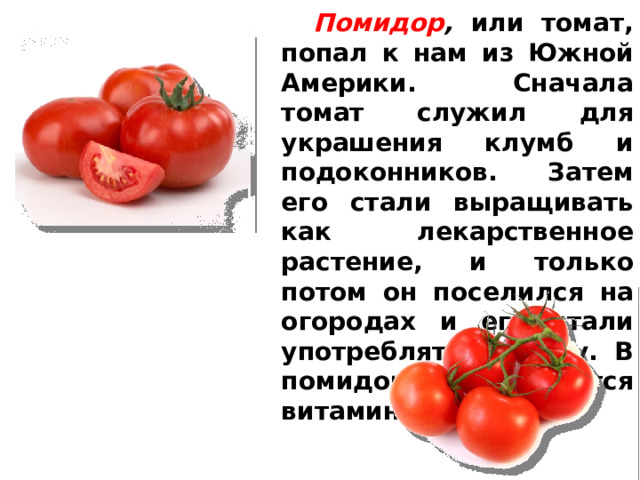  Помидор , или томат, попал к нам из Южной Америки. Сначала томат служил для украшения клумб и подоконников. Затем его стали выращивать как лекарственное растение, и только потом он поселился на огородах и его стали употреблять в пищу. В помидорах содержатся витамины С и В.  