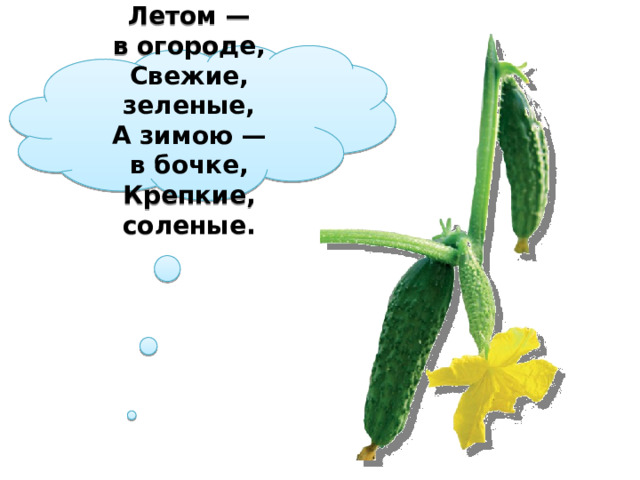 Летом — в огороде,  Свежие, зеленые,  А зимою — в бочке,  Крепкие, соленые.  