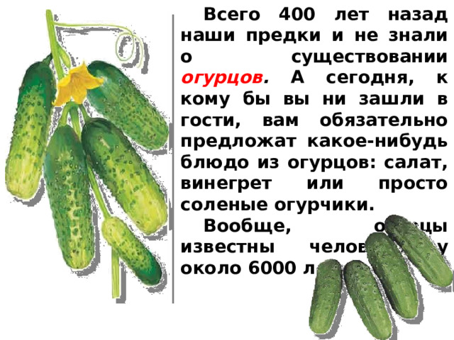  Всего 400 лет назад наши предки и не знали о существовании огурцов . А сегодня, к кому бы вы ни зашли в гости, вам обязательно предложат какое-нибудь блюдо из огурцов: салат, винегрет или просто соленые огурчики.  Вообще, огурцы известны человечеству около 6000 лет.  