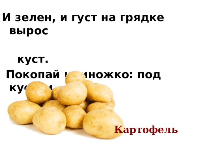 И зелен, и густ на грядке вырос  куст.  Покопай немножко: под кустом … Картофель 