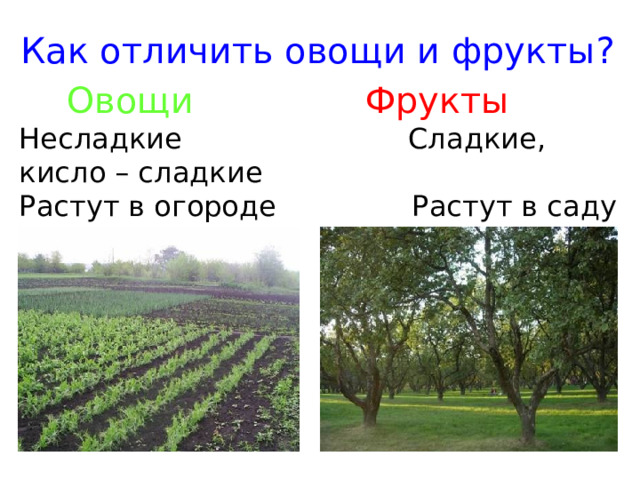 Как отличить овощи и фрукты?  Овощи   Фрукты  Несладкие Сладкие, кисло – сладкие Растут в огороде Растут в саду Много витаминов Много витаминов 