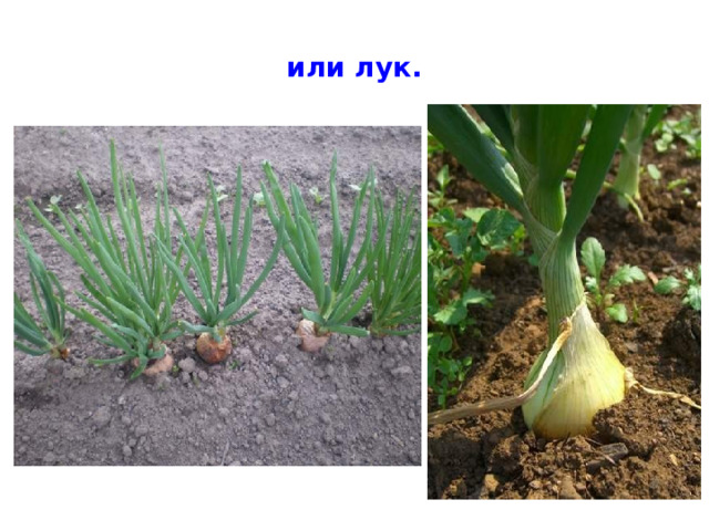 или лук. 