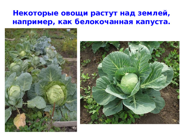 Некоторые овощи растут над землей, например, как белокочанная капуста. 
