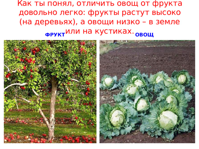 Как ты понял, отличить овощ от фрукта довольно легко: фрукты растут высоко (на деревьях), а овощи низко – в земле или на кустиках. ФРУКТ ОВОЩ 