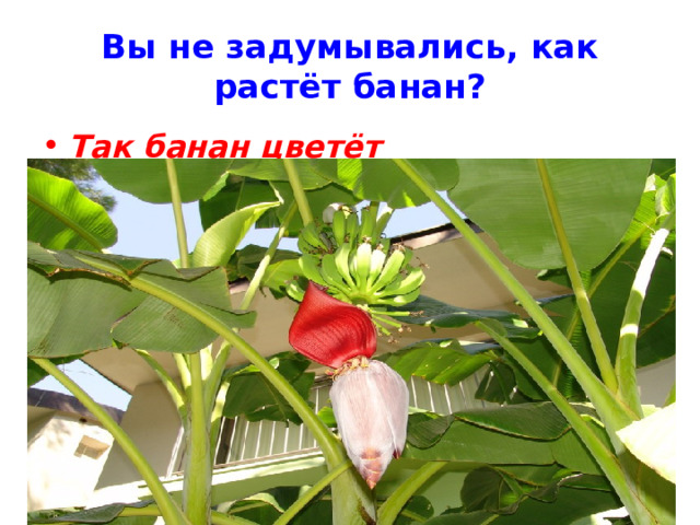 Вы не задумывались, как растёт банан? Так банан цветёт 