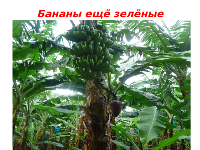Бананы ещё зелёные 