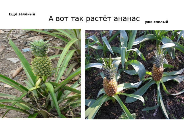 Ещё зелёный     уже спелый А вот так растёт ананас 