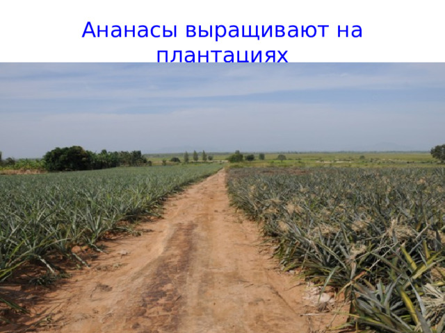 Ананасы выращивают на плантациях 