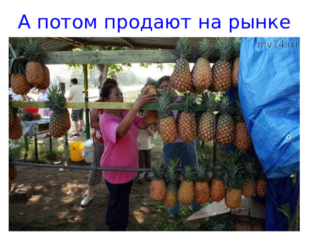 А потом продают на рынке 