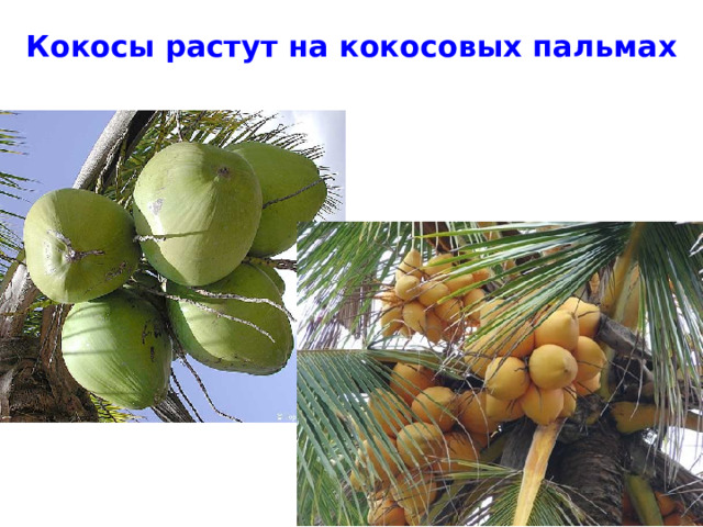 Кокосы растут на кокосовых пальмах 