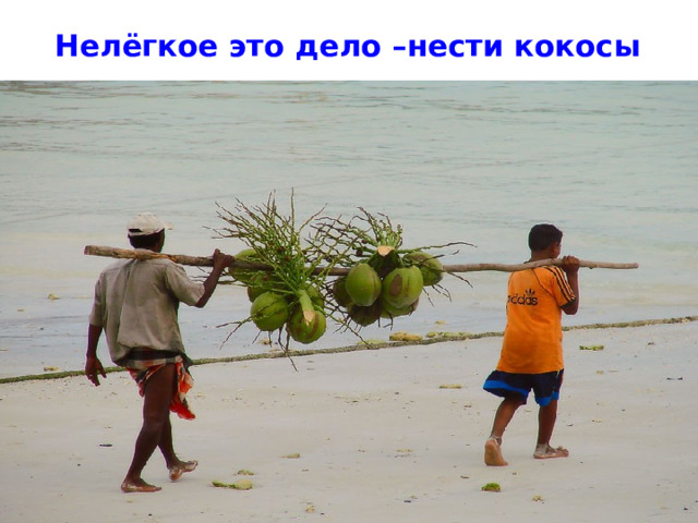 Нелёгкое это дело –нести кокосы 
