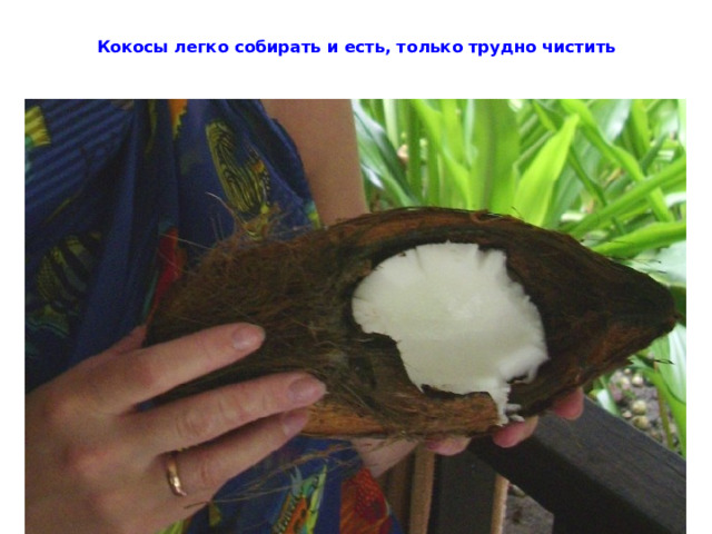 Кокосы легко собирать и есть, только трудно чистить 