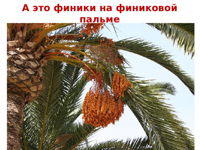 А это финики на финиковой пальме 
