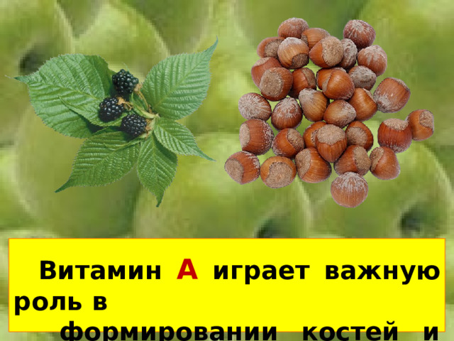  Витамин А играет важную роль в  формировании костей и зубов. 