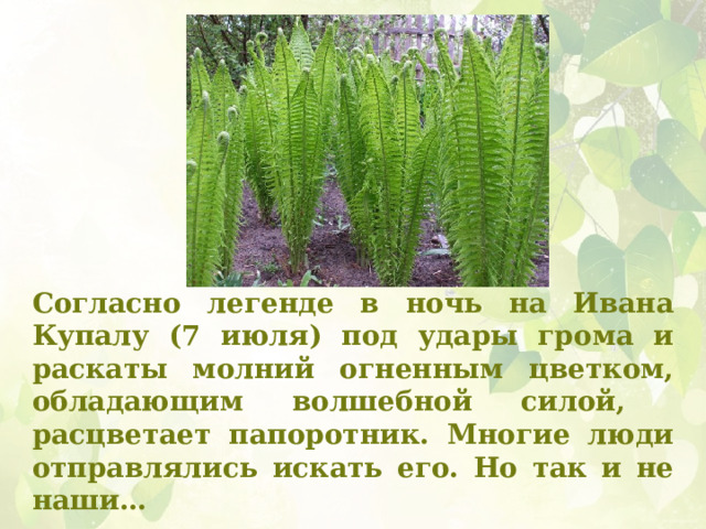Согласно легенде в ночь на Ивана Купалу (7 июля) под удары грома и раскаты молний огненным цветком, обладающим волшебной силой, расцветает папоротник. Многие люди отправлялись искать его. Но так и не наши…  Почему? 