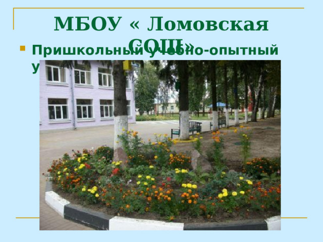 МБОУ « Ломовская СОШ» Пришкольный учебно-опытный участок  