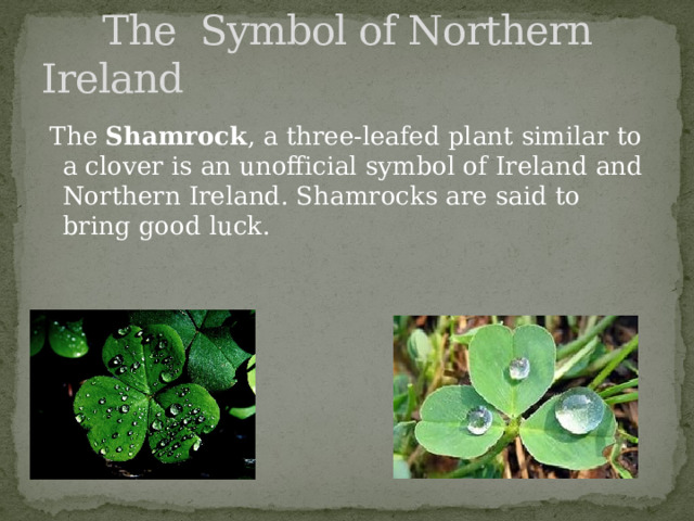  The Symbol of Northern Ireland  The Shamrock , a three-leafed plant similar to a clover is an unofficial symbol of Ireland and Northern Ireland. Shamrocks are said to bring good luck. 