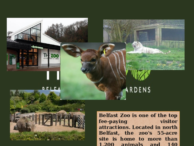Belfast Zoo is one of the top fee-paying visitor attractions. Located in north Belfast, the zoo's 55-acre site is home to more than 1,200 animals and 140 species. 