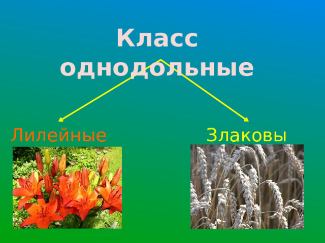 Класс однодольные Злаковые Лилейные  