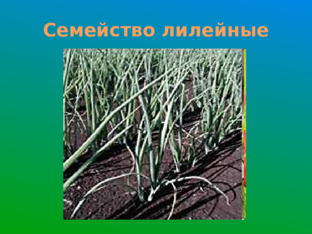 Семейство лилейные 