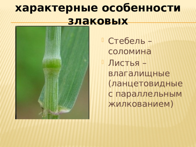 характерные особенности злаковых Стебель – соломина Листья – влагалищные (ланцетовидные с параллельным жилкованием) 