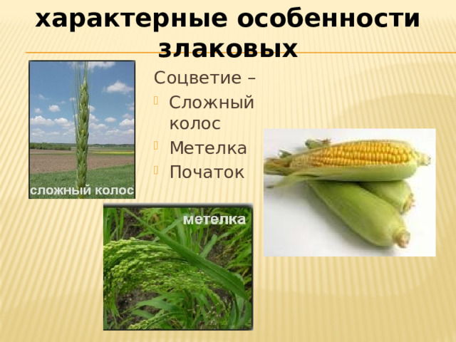 характерные особенности злаковых Соцветие – Сложный колос Метелка Початок 