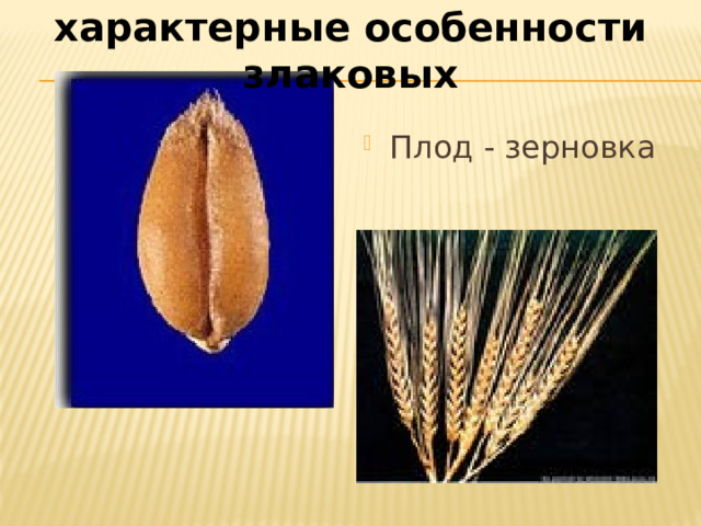 характерные особенности злаковых Плод - зерновка 