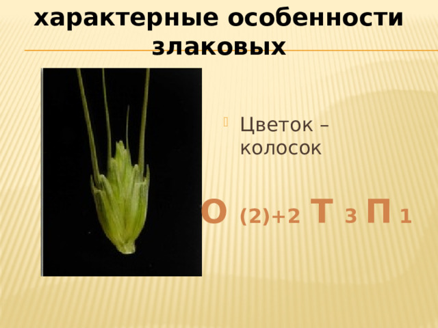 характерные особенности злаковых Цветок – колосок О (2)+2  Т 3 П 1 
