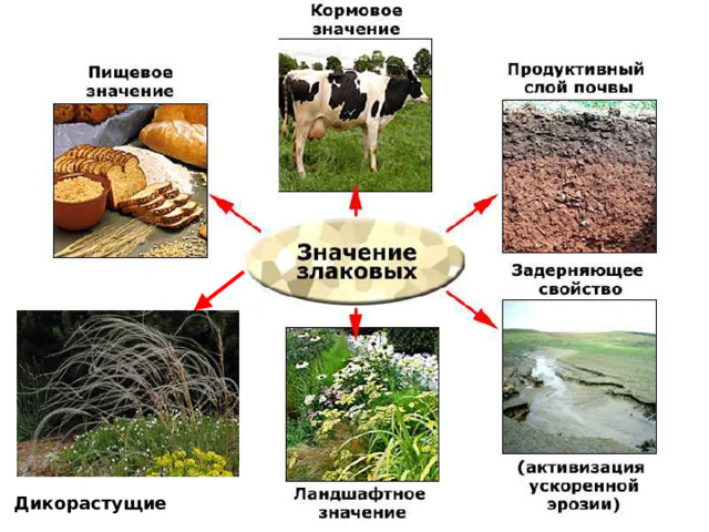 Дикорастущие 