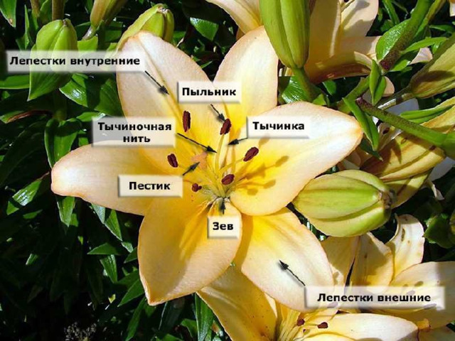 Строения цветка  Лилейных. Околоцветник 6 лепестков (2 круга) Тычинки 6 (2 круга); Пестик 1. П О Т 1 6(3+3) 6(3+3)  