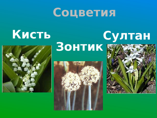 Соцветия Кисть Султан Зонтик 