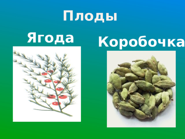 Плоды Ягода Коробочка 