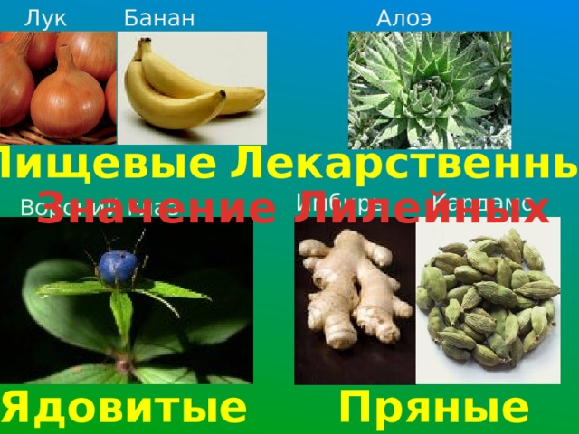 Банан Алоэ Лук Пищевые Лекарственные Значение Лилейных Кардамон Имбирь Вороний глаз Пряные Ядовитые 