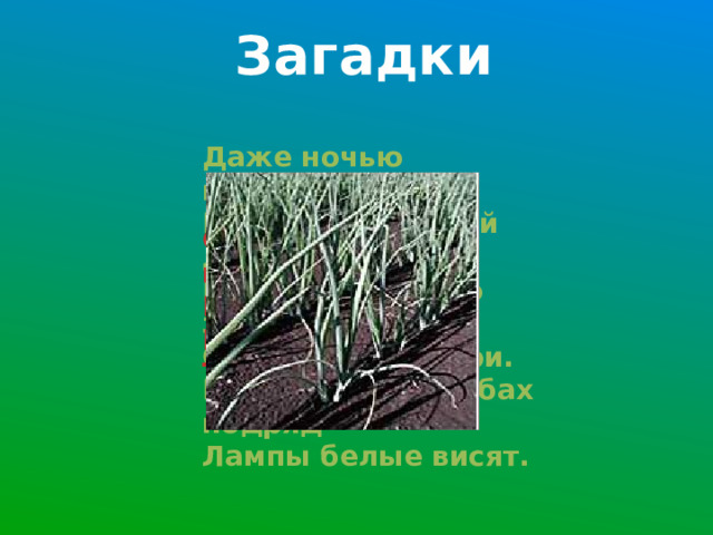 Загадки Даже ночью муравьишка Не пропустит свой домишко. Путь-дорожку до зари Освещают фонари. На больших столбах подряд Лампы белые висят. Сидит баба на грядках, Вся в заплатках, Кто ни взглянет – Тот заплачет. 3 