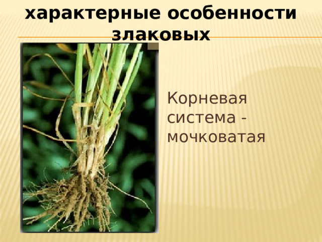 характерные особенности злаковых Корневая система - мочковатая 