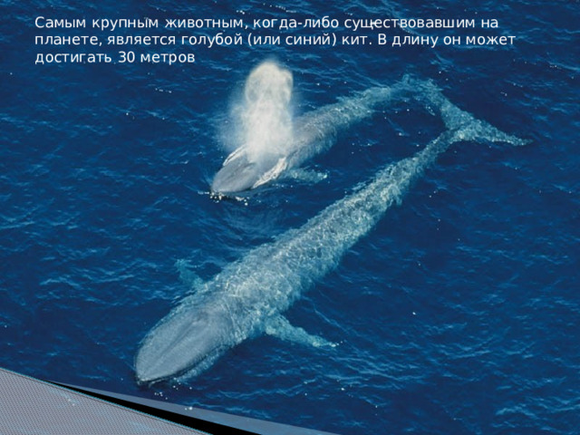 Самым крупным животным, когда-либо существовавшим на планете, является голубой (или синий) кит. В длину он может достигать 30 метров    