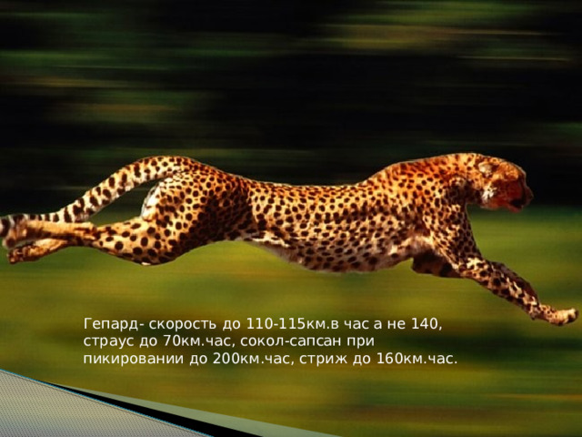 Гепард- скорость до 110-115км.в час а не 140, страус до 70км.час, сокол-сапсан при пикировании до 200км.час, стриж до 160км.час. 