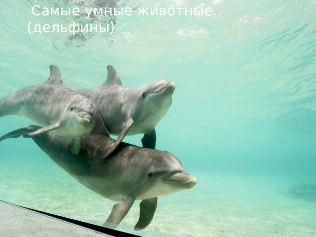  Самые умные животные.. (дельфины) 
