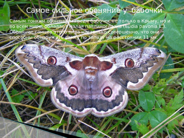  Самое сильное обоняние у бабочки Самым тонким обонянием среди бабочек не только в Крыму, но и во всем мире, обладает малая павлиноглазка (Eudia pavonia L.). Обоняние самцов этого вида настолько совершенно, что они способны обнаружить самку по запаху на расстоянии 11 км. 