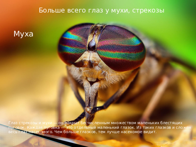  Больше всего глаз у мухи, стрекозы Муха Глаз стрекозы и мухи — он покрыт бесчисленным множеством маленьких блестящих пуговок. Каждая пуговка — это отдельный маленький глазок. Из таких глазков и сложен весь глаз насекомого. Чем больше глазков, тем лучше насекомое видит.    