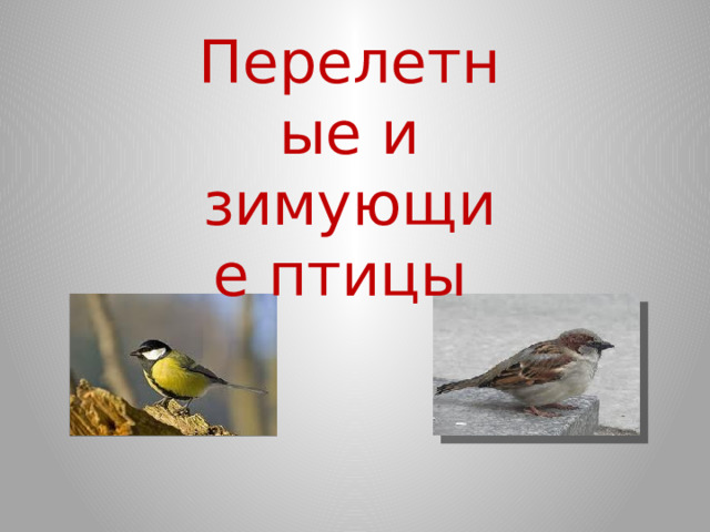 Перелетные и зимующие птицы 