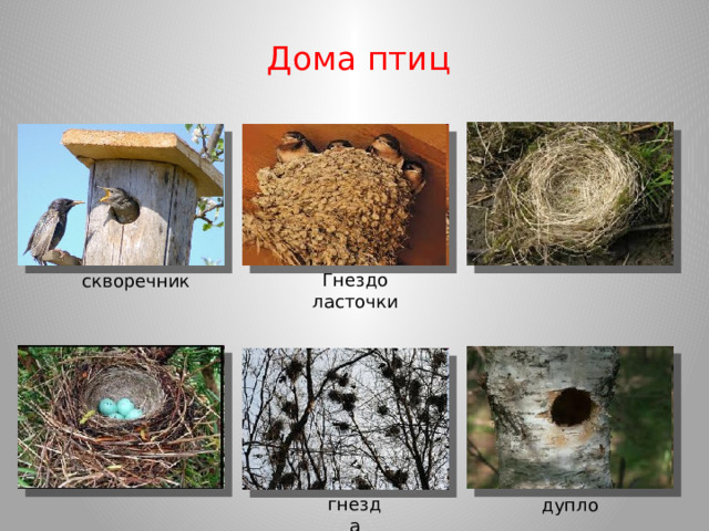 Дома птиц Гнездо ласточки скворечник гнезда дупло 