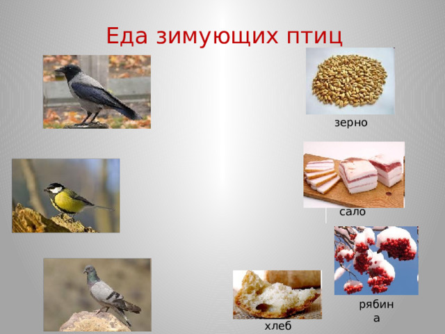 Еда зимующих птиц зерно сало рябина хлеб 