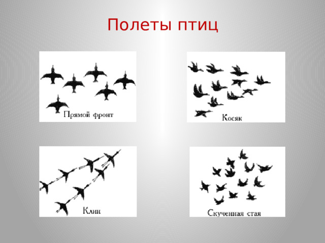 Полеты птиц 