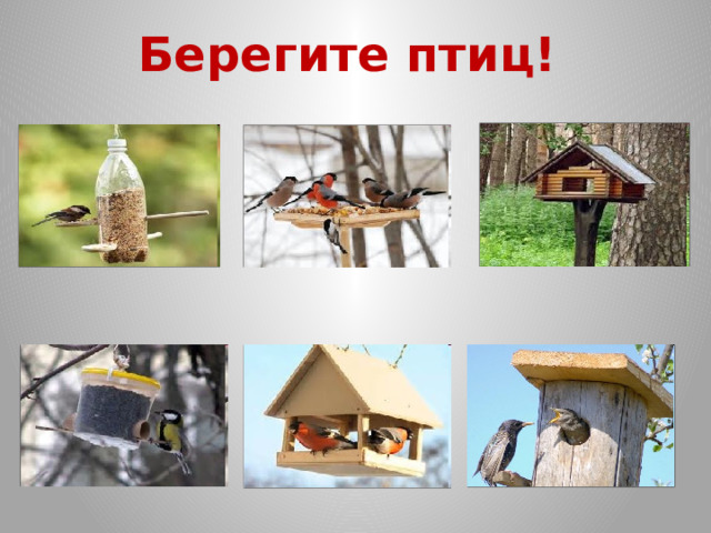 Берегите птиц! 