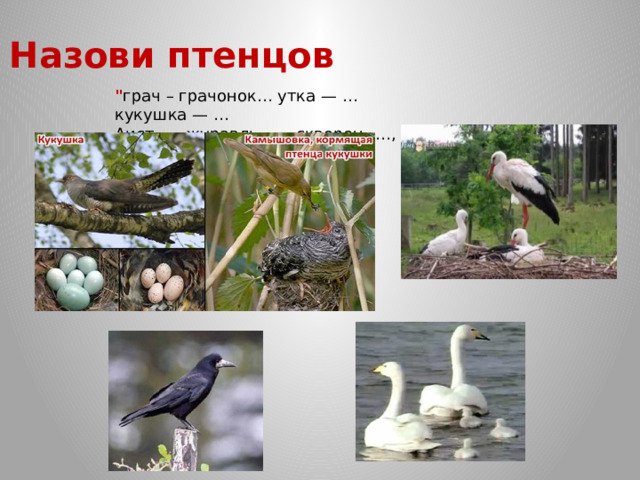 Назови птенцов 