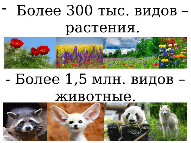 Более 300 тыс. видов – растения. - Более 1,5 млн. видов – животные. 