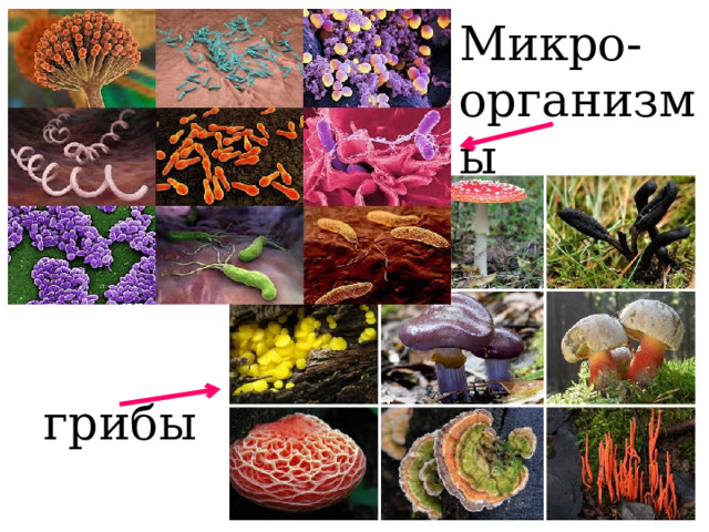 Микро-организмы   грибы 